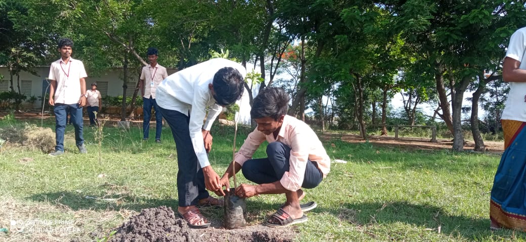 Tree Plantation